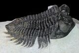 Coltraneia Trilobite Fossil - Huge Faceted Eyes #165844-5